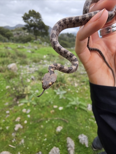 Cat Snake