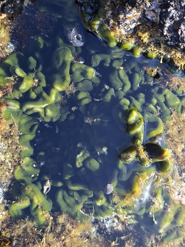 Codium intertextum observed 2026-04-03