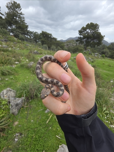 Cat Snake