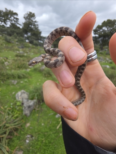 Cat Snake