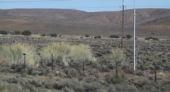 Gomphocarpus filiformis