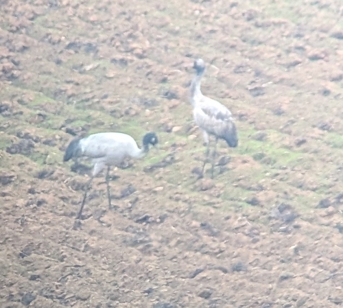 Black-necked Crane (Grus nigricollis), photo 6