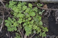 Chelidonium majus