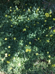 Oxalis pes-caprae