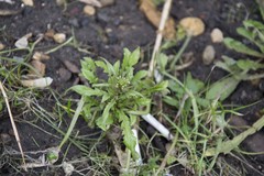 Capsella bursa-pastoris