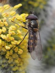 Melangyna lasiophthalma