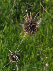 Echinops polyceras