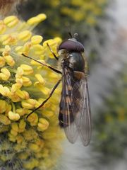 Melangyna lasiophthalma