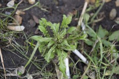 Capsella bursa-pastoris