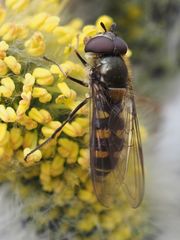 Melangyna lasiophthalma