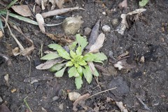 Erigeron canadensis
