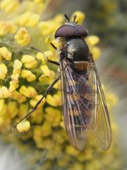Melangyna lasiophthalma