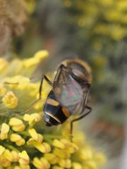 Melangyna lasiophthalma