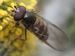 Melangyna lasiophthalma