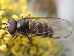 Melangyna lasiophthalma