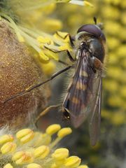 Melangyna lasiophthalma