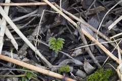 Aegopodium podagraria