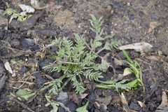 Capsella bursa-pastoris