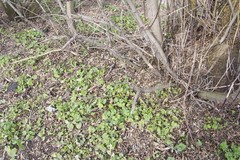 Viola odorata