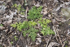 Anthriscus sylvestris