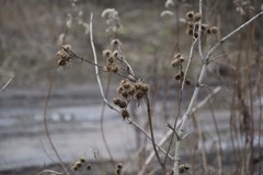 Arctium tomentosum