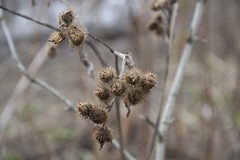 Arctium tomentosum