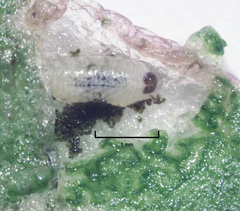 Hypurus bertrandi