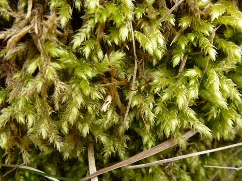 Rough-stalked Feather-Moss (Brachythecium rutabulum) · iNaturalist