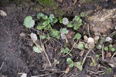 Glechoma hederacea