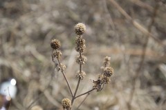 Lamioideae