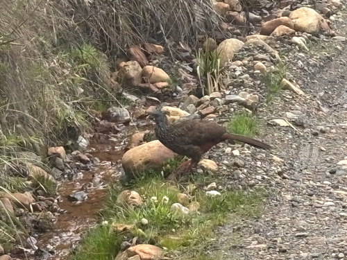 Andean Guan (Penelope montagnii), photo 5