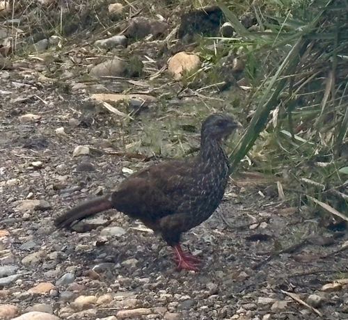 Andean Guan (Penelope montagnii), photo 4