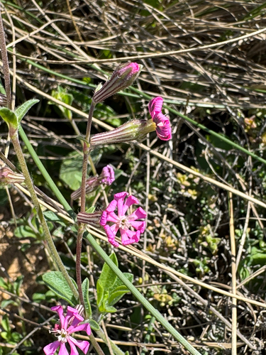 Mediterranean Catchfly (Silene colorata)