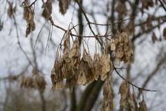 Acer negundo