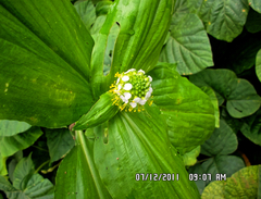 Aneilema umbrosum, photograph (c) Philippe Hornus, some rights reserved (CC BY)