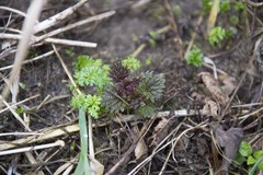 Urtica dioica