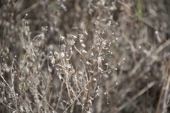 Asteraceae
