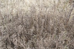 Asteraceae