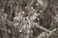 Asteraceae
