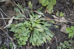Erigeron canadensis