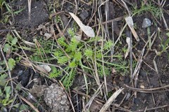 Tripleurospermum inodorum