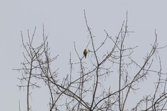 Chloris chloris