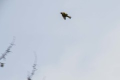 Chloris chloris