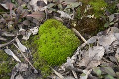 Bryopsida