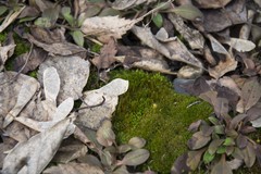 Bryopsida