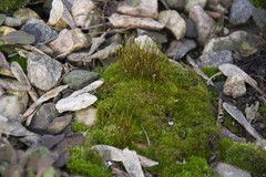 Bryopsida