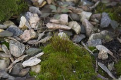 Bryopsida
