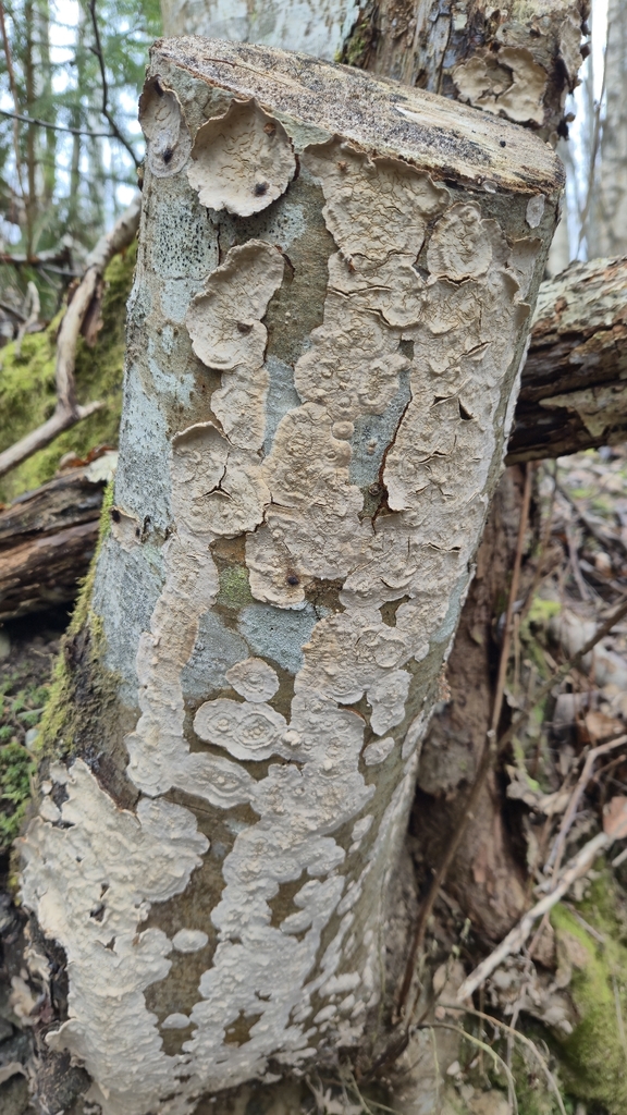 Stereum rugosum · April 2026 · photo: © hop_o (iNaturalist, cc-by)