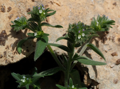Buglossoides tenuiflora