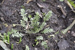 Capsella bursa-pastoris